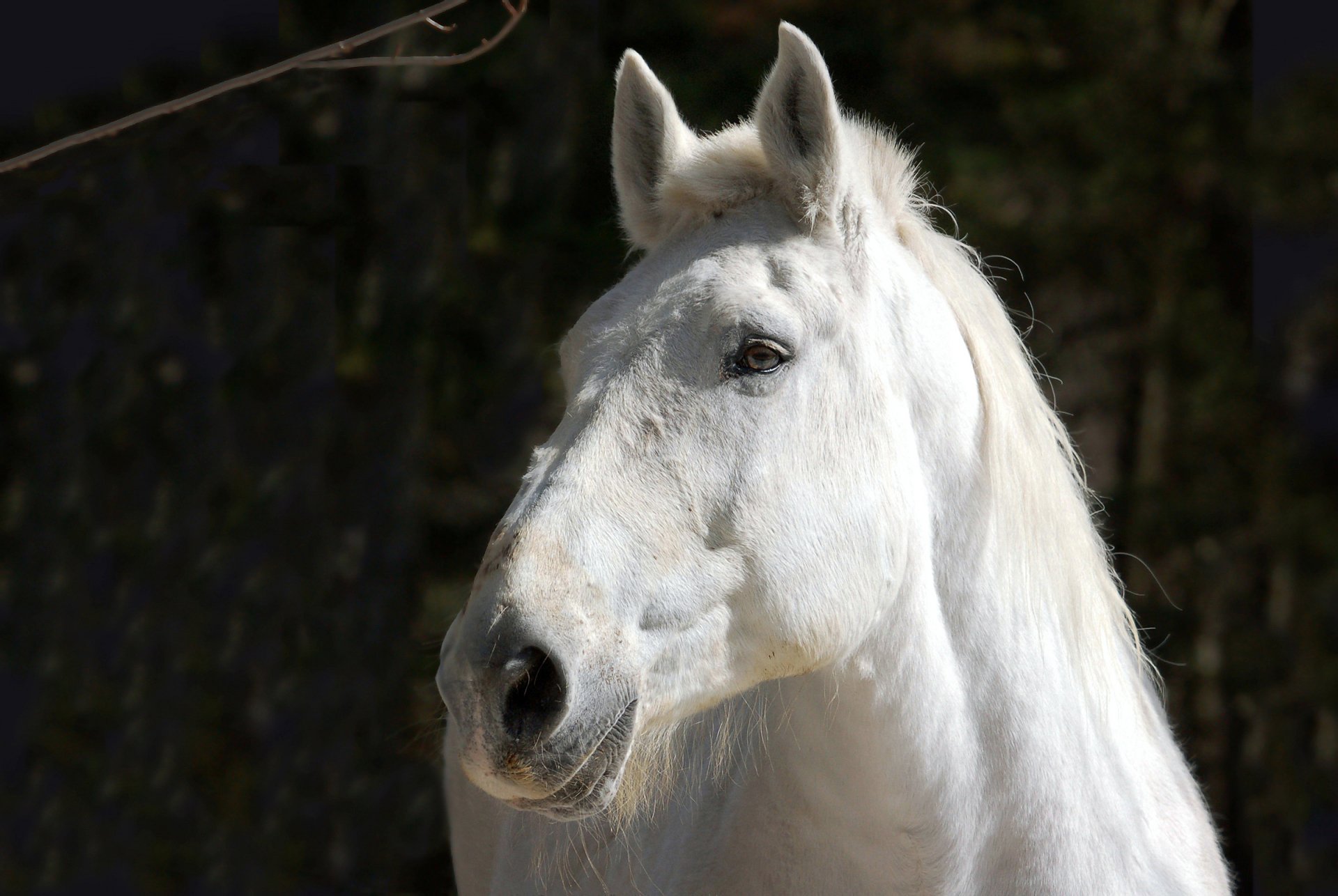 Close-up of a white horse with a flowing mane against a dark forest background, presented in HD for PC desktop wallpaper and background use.