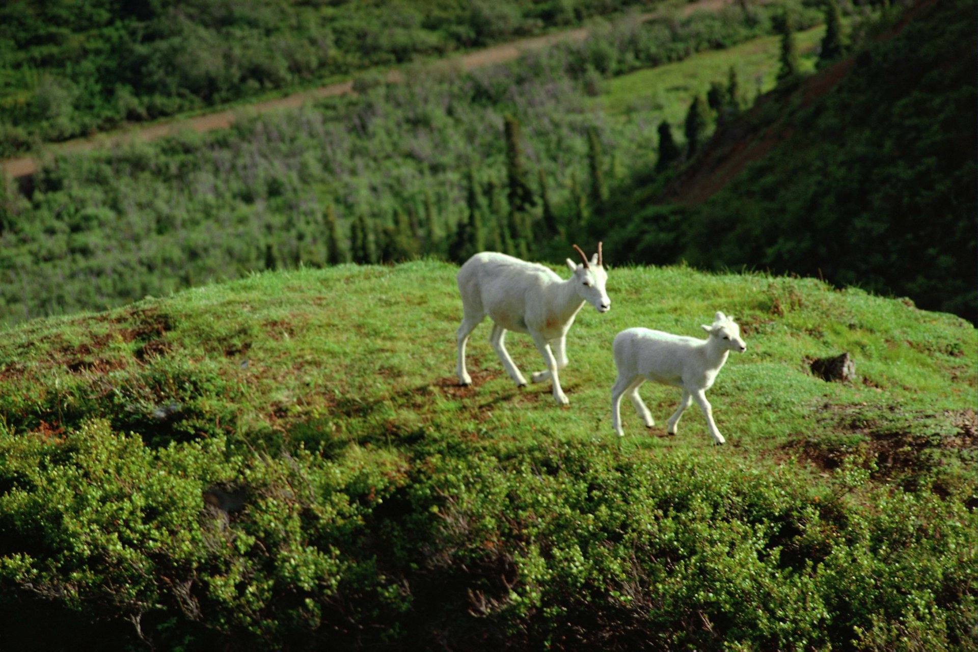 HD desktop wallpaper featuring two white goats walking on a lush green hillside in a natural, mountainous landscape.