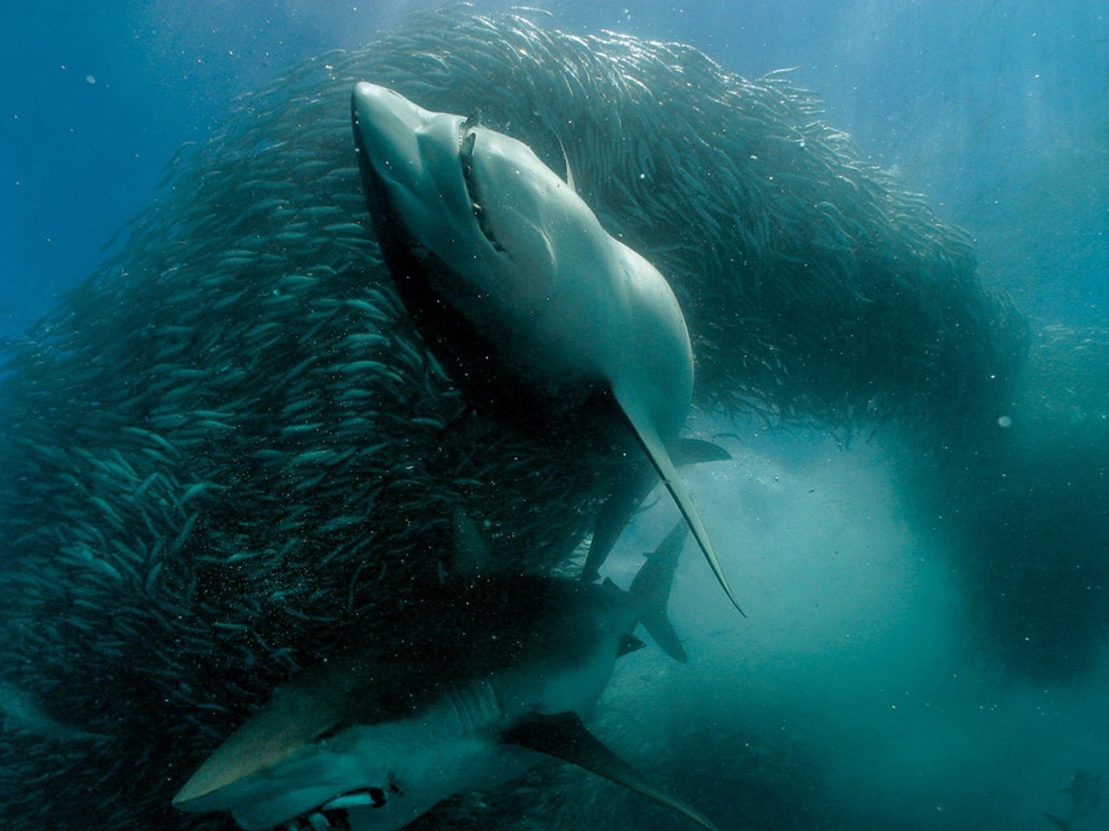 Download Animal Shark Wallpaper