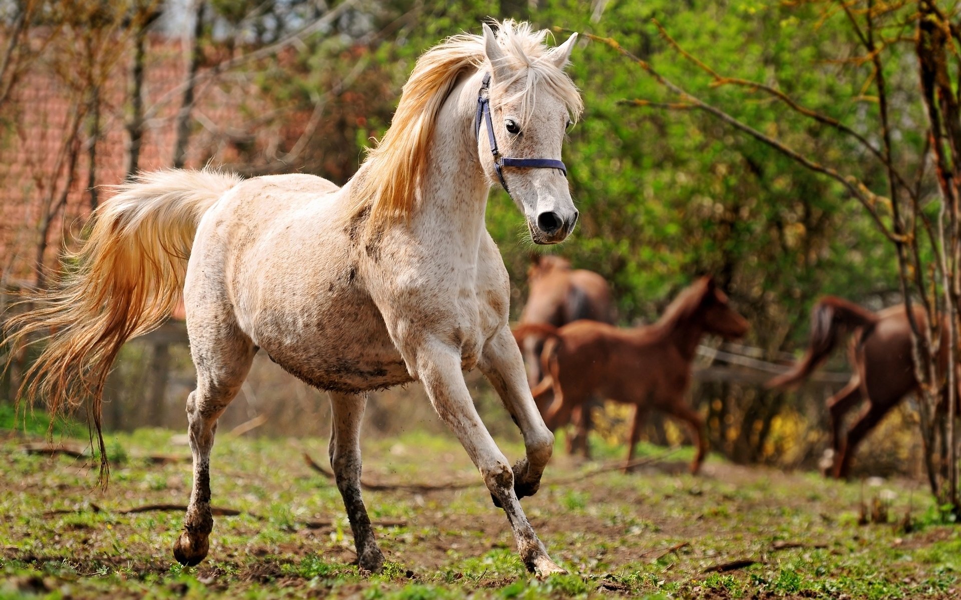 A beautiful horse gallops through a lush green landscape, surrounded by other horses in the background, making for an impressive HD PC desktop wallpaper and background.