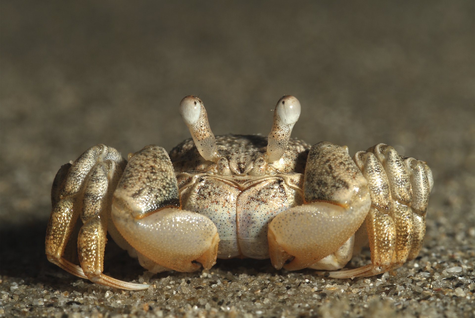 Close-up of a crab on a sandy surface, captured in sharp detail for a 4K Ultra HD PC desktop wallpaper and background.