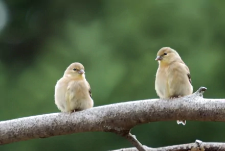 goldfinch both female