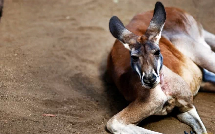 Close-up of a resting kangaroo on dirt, shown as a vivid 2K Quad HD PC desktop wallpaper background highlighting the marsupial's face, ears and forepaws.