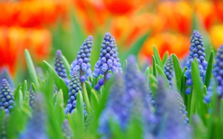 Vibrant grape hyacinth flowers in sharp focus with blurred orange tulips in the background, creating a colorful nature scene for an HD PC desktop wallpaper.
