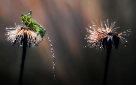 HD PC desktop wallpaper and background: close-up of a green grasshopper (animal) perched on dew-covered dandelion seed heads with a soft bokeh backdrop.