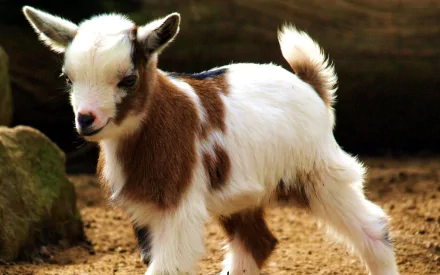HD desktop wallpaper featuring a young goat standing on sandy terrain. The goat has a white and brown coat with a cute, inquisitive expression.