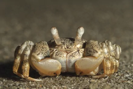 Animal crab HD Desktop Wallpaper | Background Image