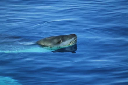 Animal sea lion HD Desktop Wallpaper | Background Image