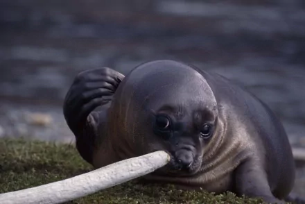 Animal sea lion HD Desktop Wallpaper | Background Image