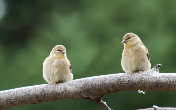  goldfinch both female