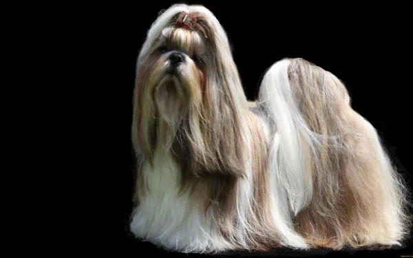  Shih Tzu Is A Toy Dog Breed