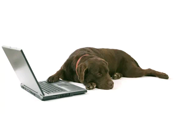 A brown dog rests beside an open laptop, creating a cozy and inviting atmosphere. This HD desktop wallpaper features a harmonious blend of technology and companionship.