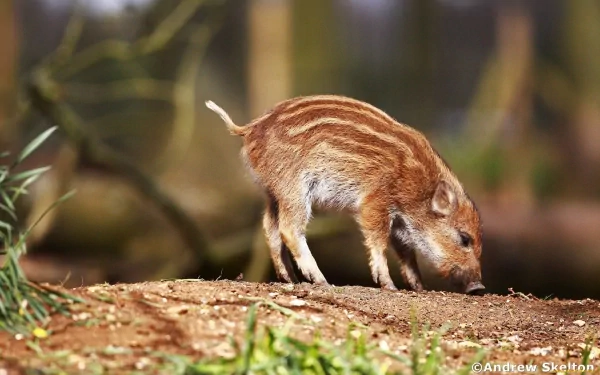 HD desktop wallpaper of a young boar with striped fur foraging on the forest floor, surrounded by blurred trees and natural woodland colors.