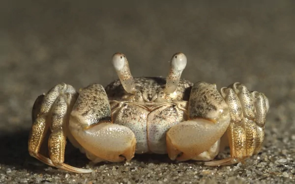 Animal crab HD Desktop Wallpaper | Background Image