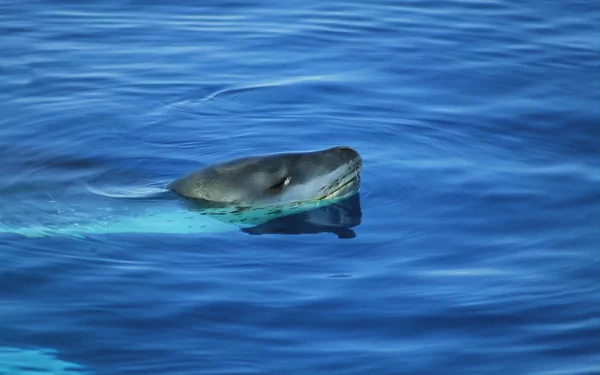 HD PC desktop wallpaper of a sea lion gliding through calm, deep blue ocean water, showcasing the animal's sleek form and serene marine environment.