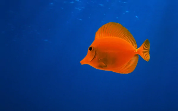 A vibrant orange fish swims against a deep blue background in this 4K Ultra HD PC desktop wallpaper.