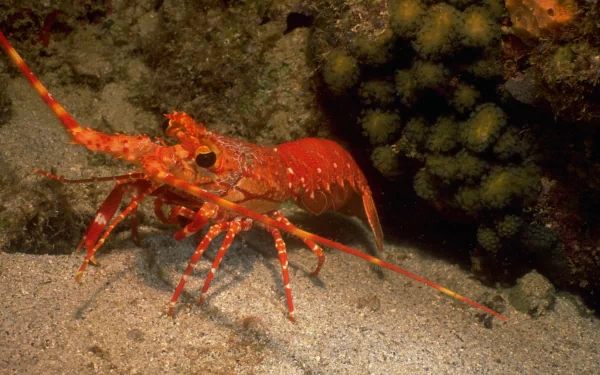  Spiny lobster