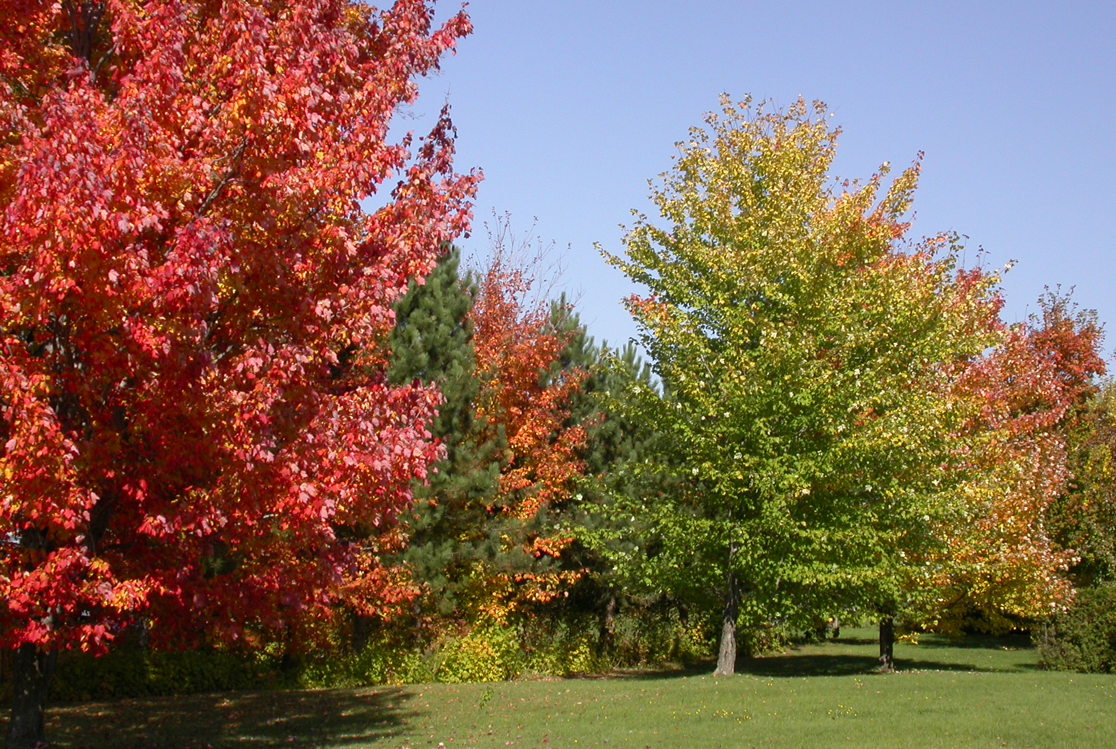 Autumn landscape by Moril