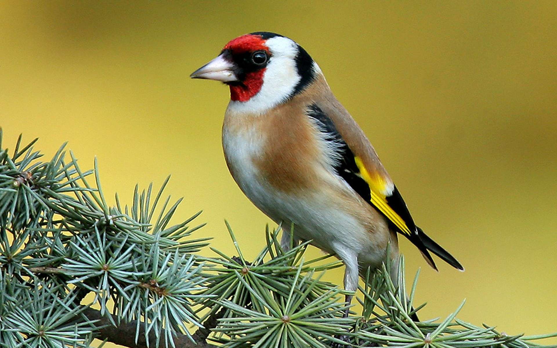 Animal Goldfinch HD Wallpaper