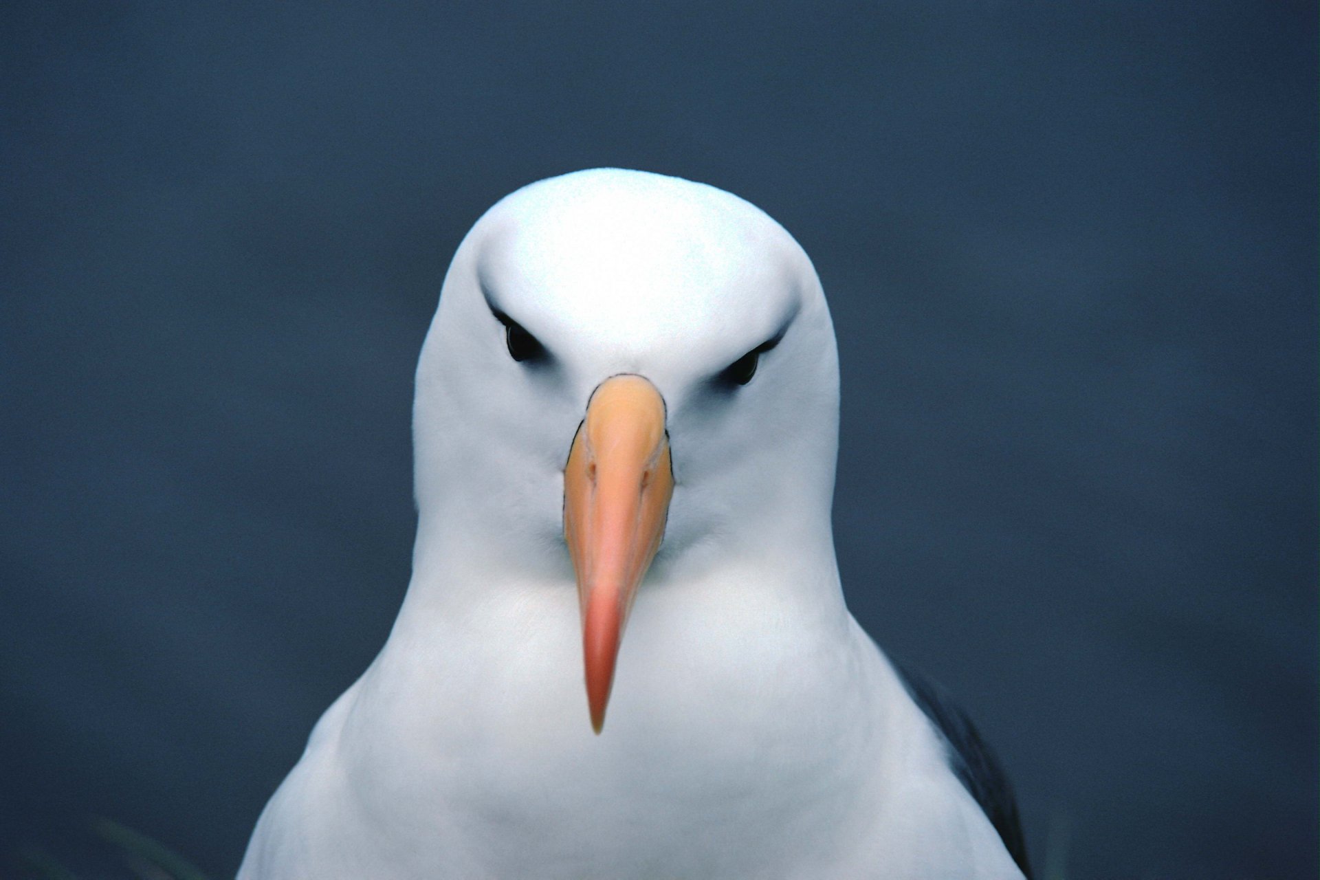 Download Bird Animal Albatross HD Wallpaper