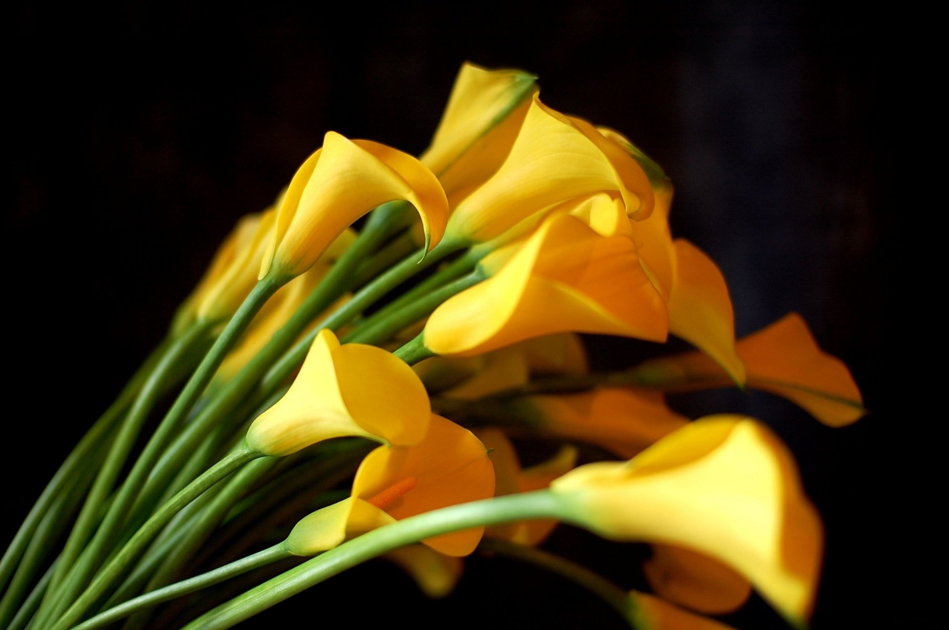 HD PC desktop wallpaper: vibrant yellow calla lilies clustered against a dark background, elegant curved stems and smooth petals — flower, nature, calla lily.