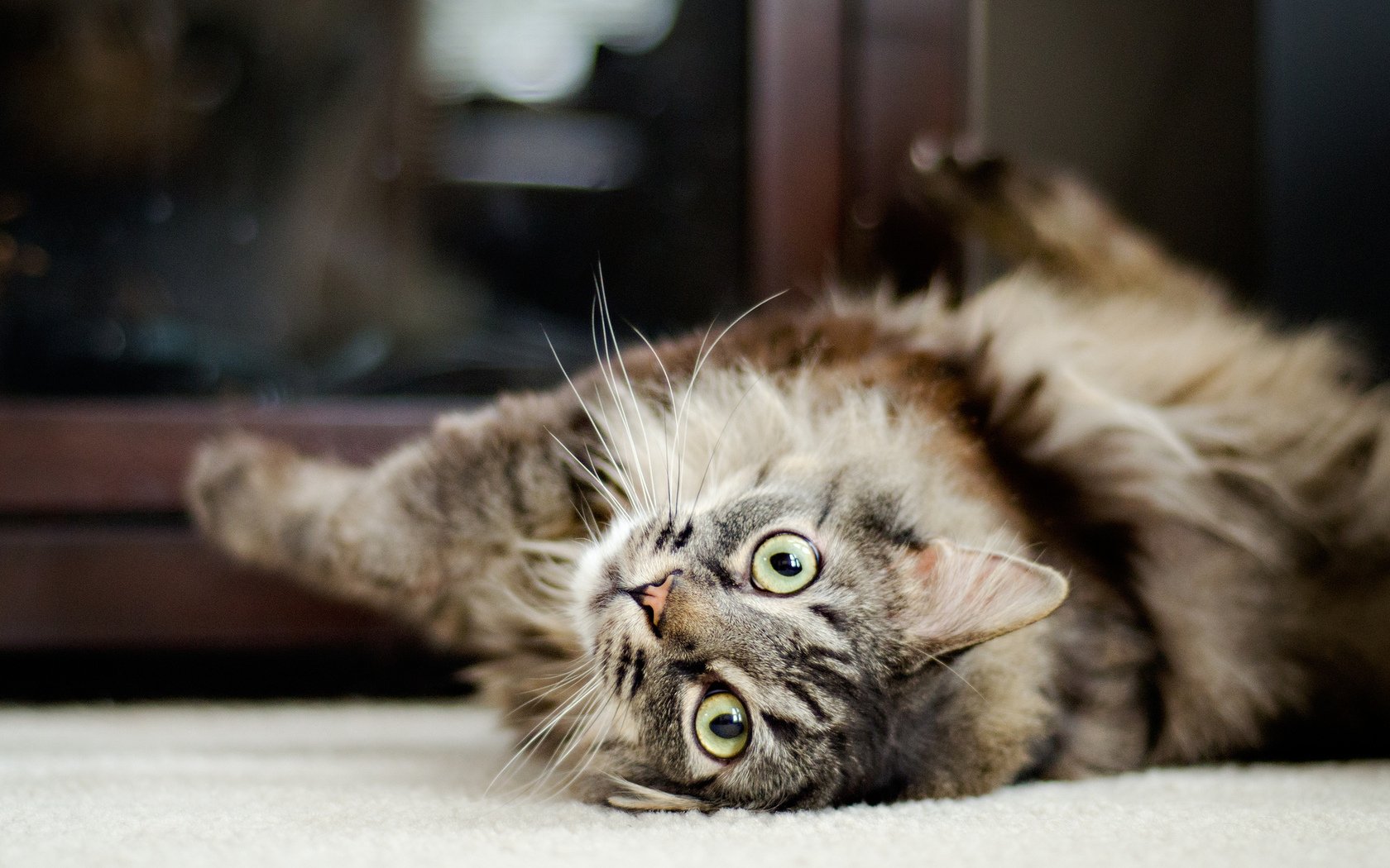 Download Animal Cat Wallpaper