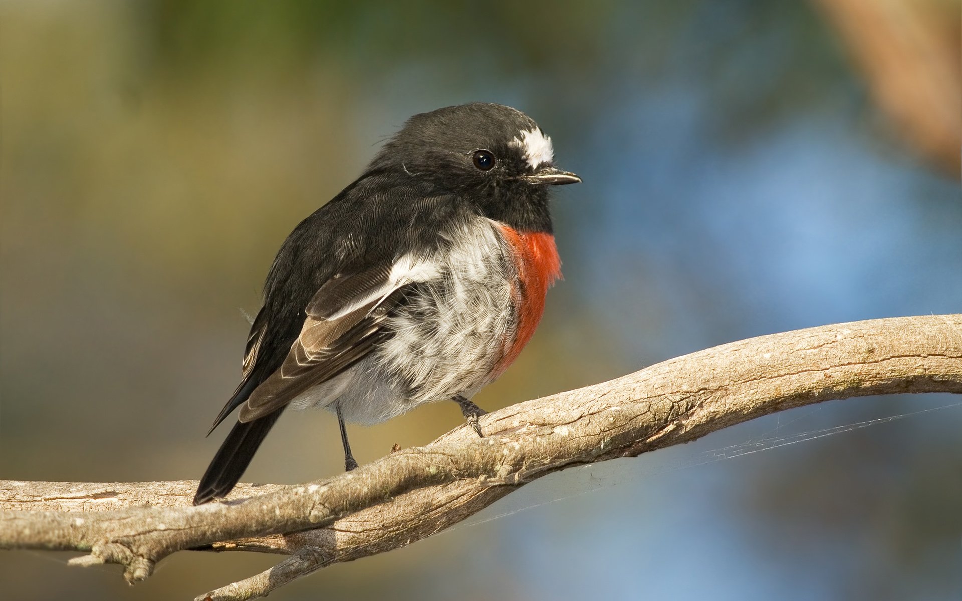 HD PC desktop wallpaper featuring a small bird with black, white, and orange plumage perched on a branch against a blurred natural background.