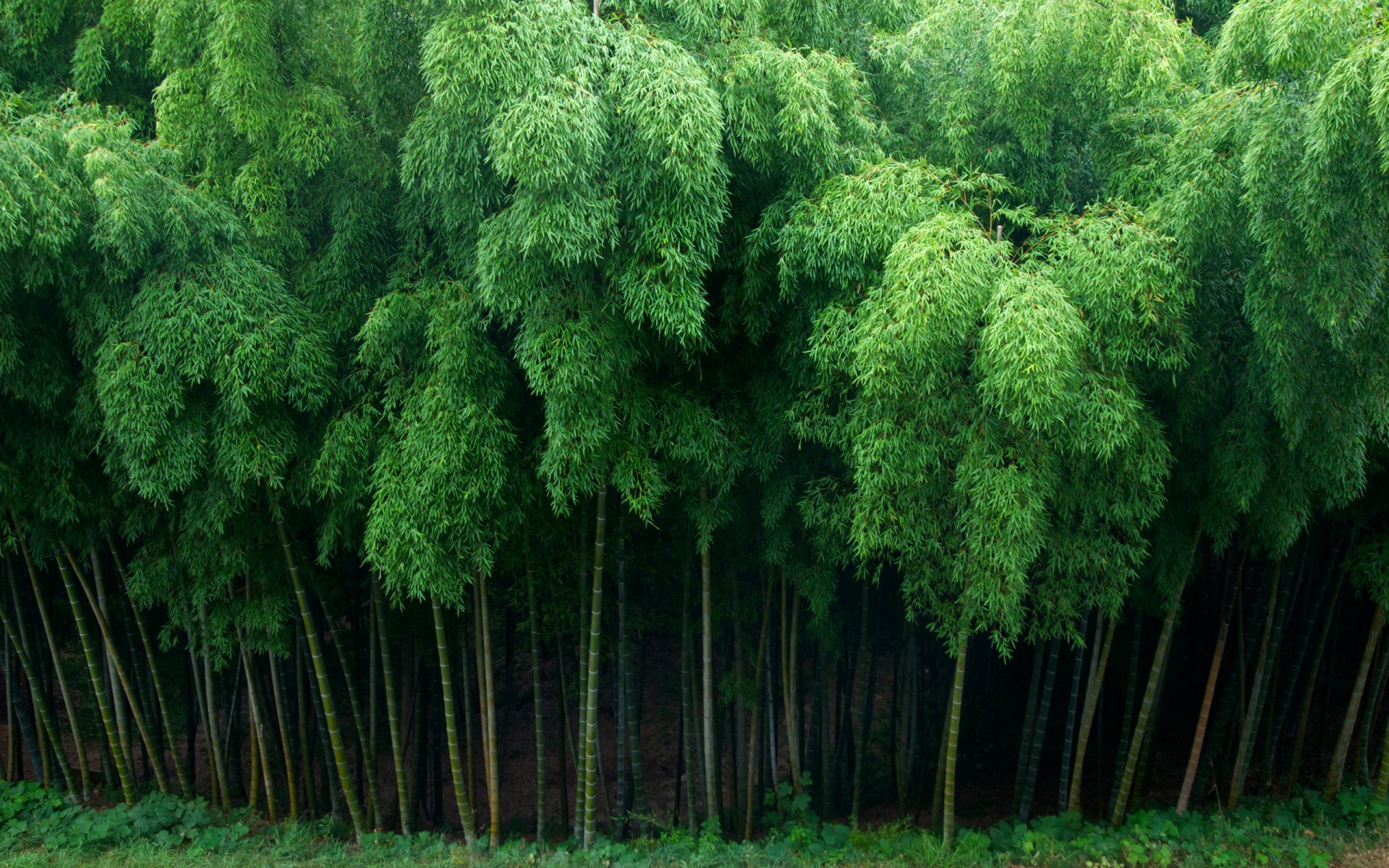 HD desktop wallpaper featuring a lush, dense bamboo forest showcasing vibrant green foliage in a natural setting.