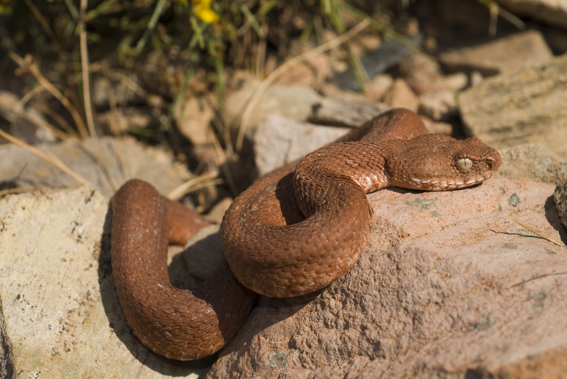 A close-up of a brown snake resting on rocky terrain, showcasing its texture and natural environment. This 4K Ultra HD image serves as an impressive desktop wallpaper.