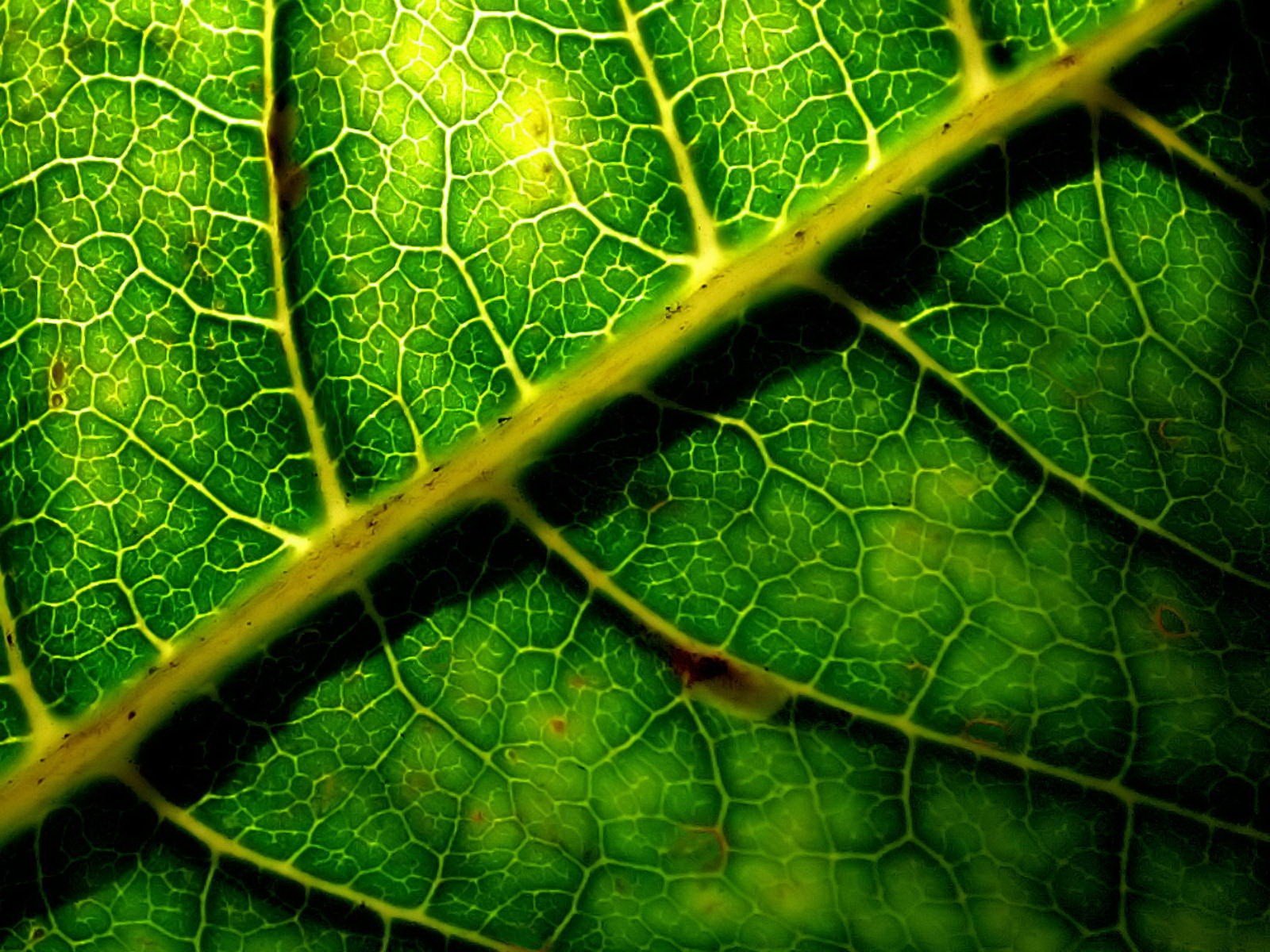 Download Nature Leaf Wallpaper