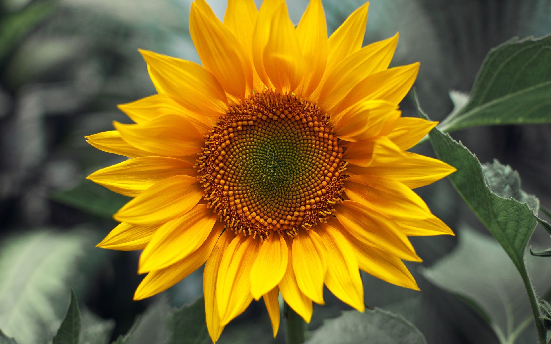 Nature Sunflower HD Wallpaper