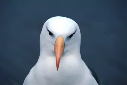 bird Animal albatross HD Desktop Wallpaper | Background Image