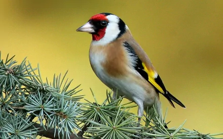 A vibrant European goldfinch perched on evergreen branches, showcasing its striking red, black, and yellow plumage, captured in high-definition for a captivating wallpaper background.