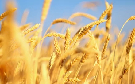 HD PC desktop wallpaper featuring golden wheat stalks swaying under a clear blue sky, capturing the serene beauty of nature.