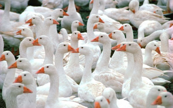 Animal Goose Birds Geese HD Wallpaper | Background Image