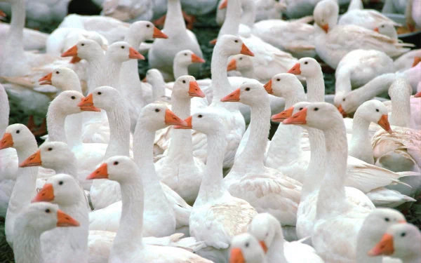 HD PC desktop wallpaper featuring a close-up of a large group of white geese with orange beaks packed closely together.