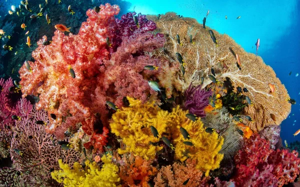 Animal sea life HD Desktop Wallpaper | Background Image