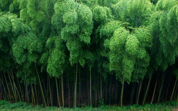 HD desktop wallpaper featuring a lush, dense bamboo forest showcasing vibrant green foliage in a natural setting.