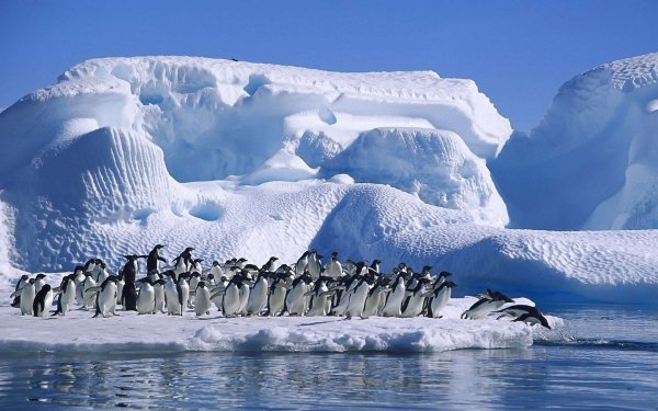 Animal Penguin Birds Penguins Bird HD Wallpaper | Background Image