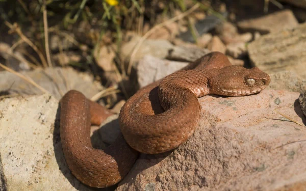 A close-up of a brown snake resting on rocky terrain, showcasing its texture and natural environment. This 4K Ultra HD image serves as an impressive desktop wallpaper.