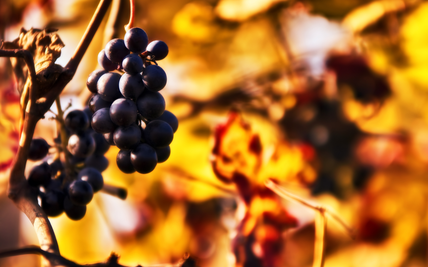 Food Grapes Wallpaper