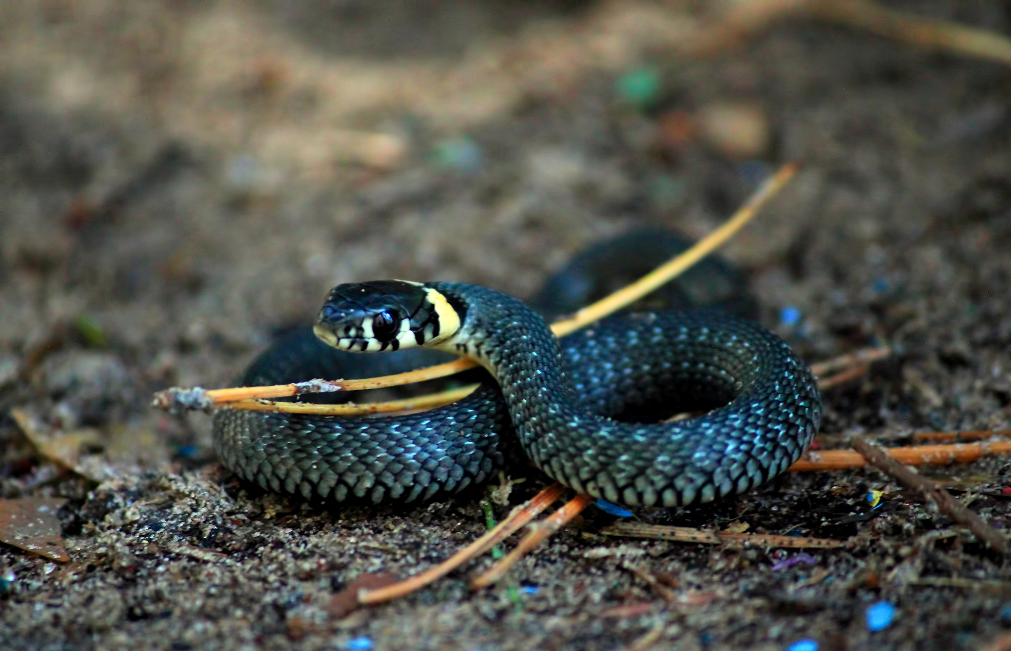 Download Animal Snake HD Wallpaper