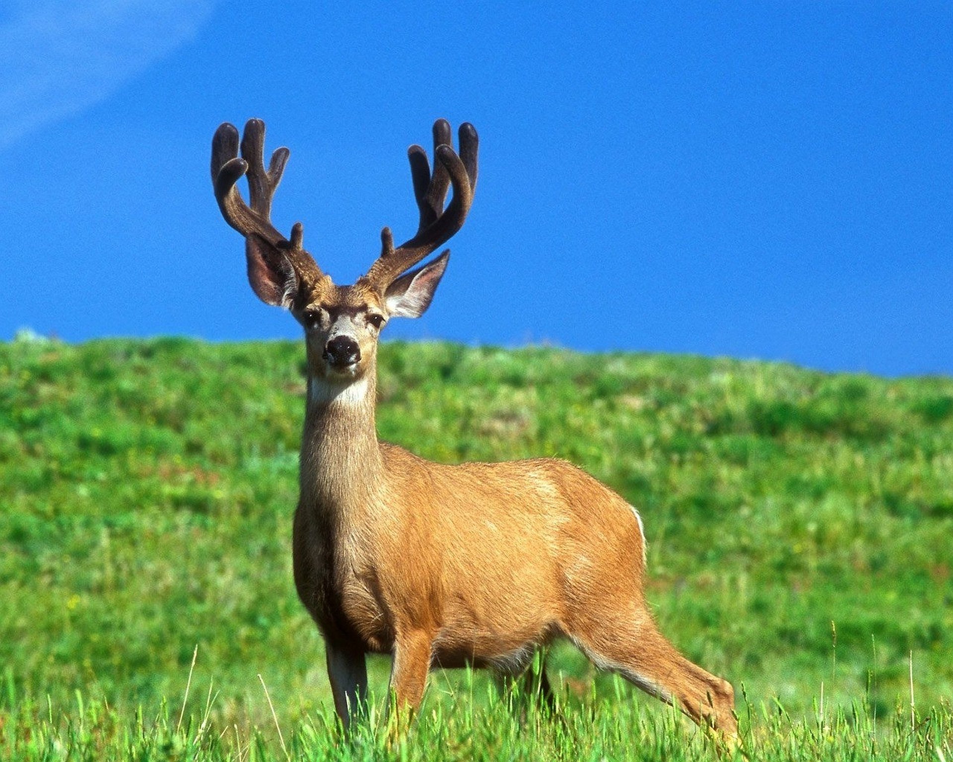 Majestic Oregon Buck Against Clear Blue Sky HD Deer Wallpaper By Don 
