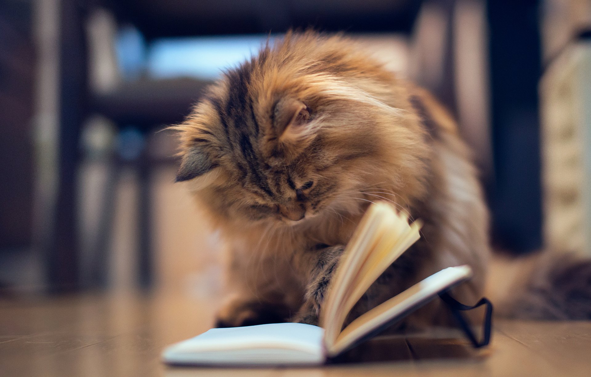 A fluffy cat curiously examines an open book on a wooden floor, creating a charming scene for an HD desktop wallpaper or background.