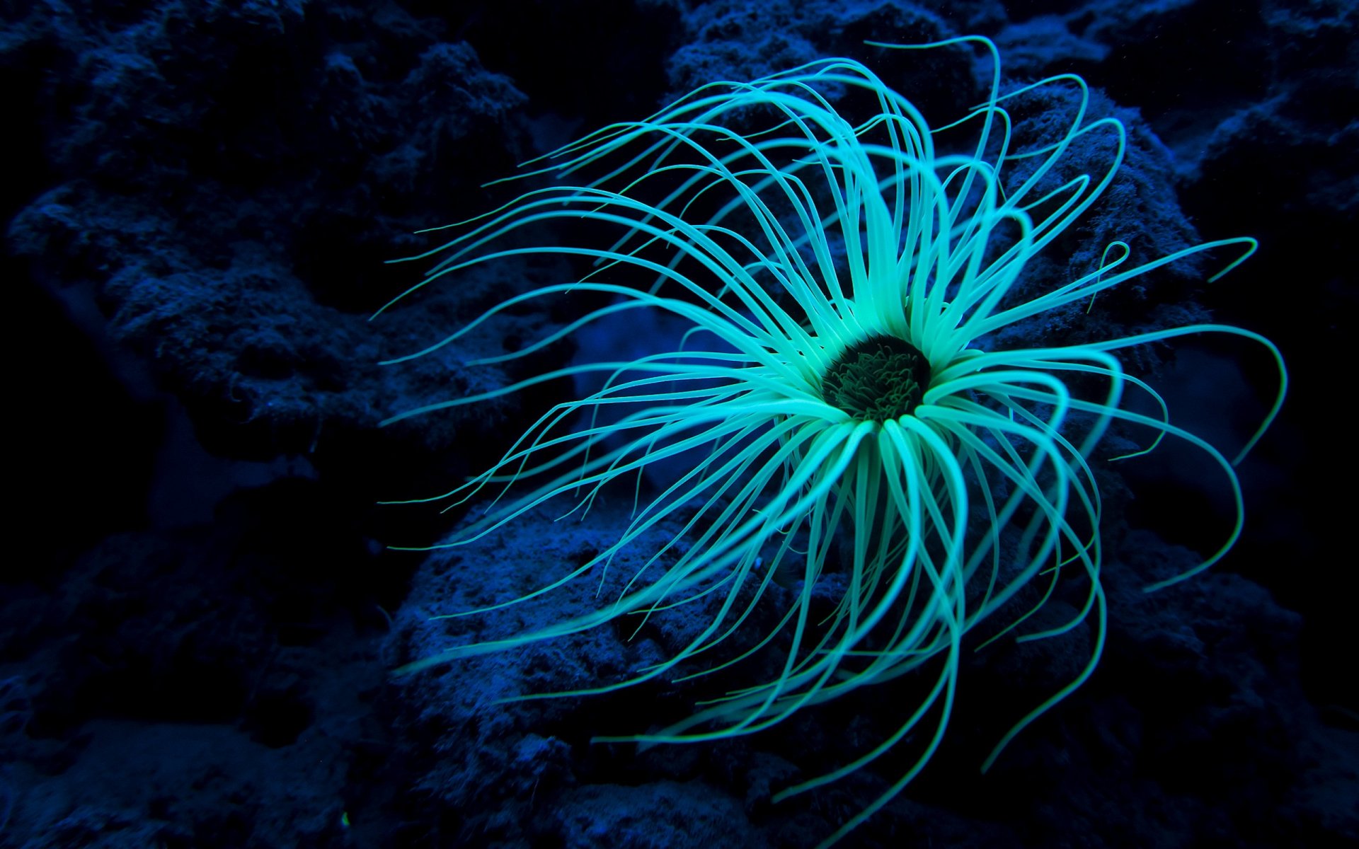 Download Sea Life Animal Sea Anemone HD Wallpaper