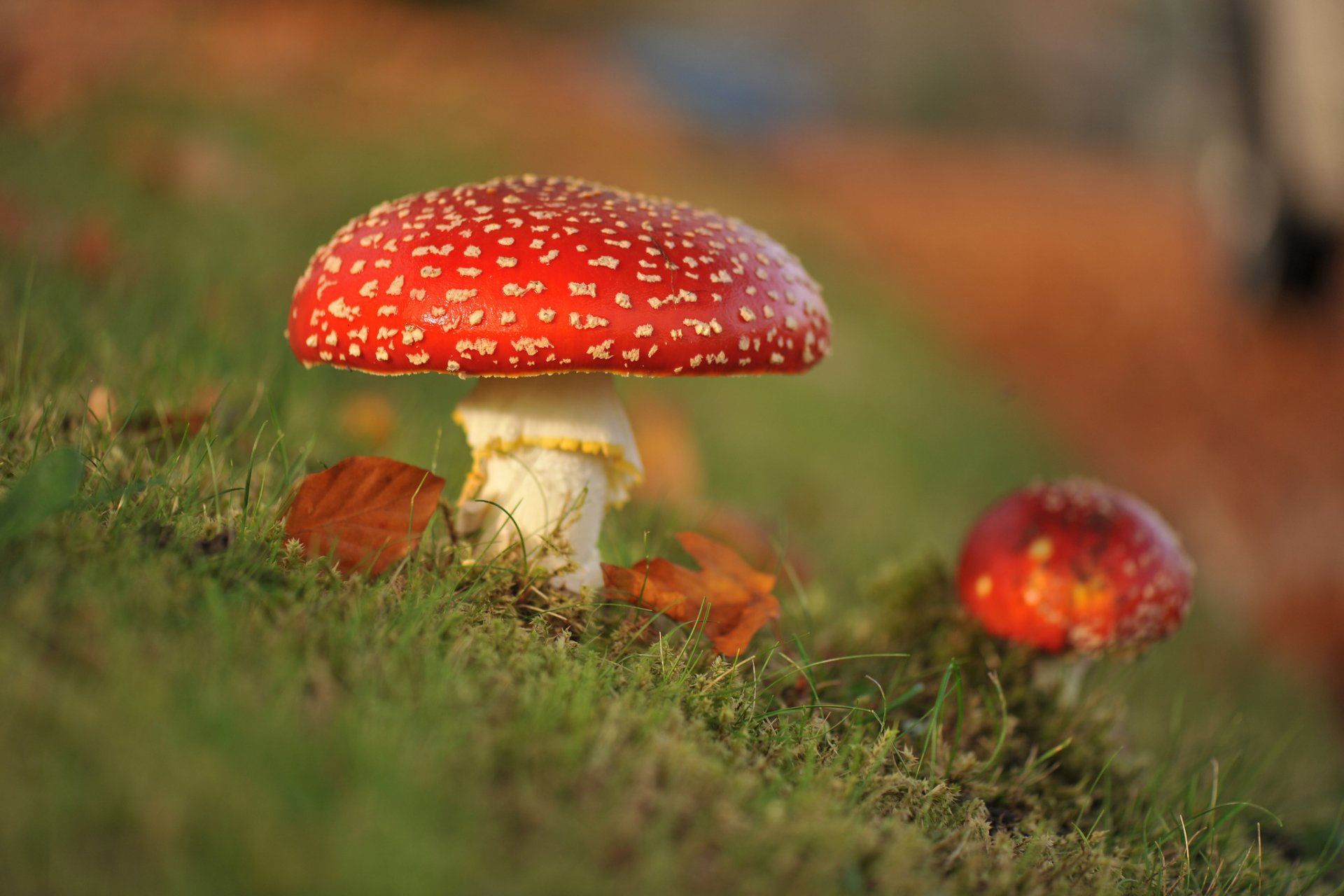 Download Grass Nature Mushroom HD Wallpaper