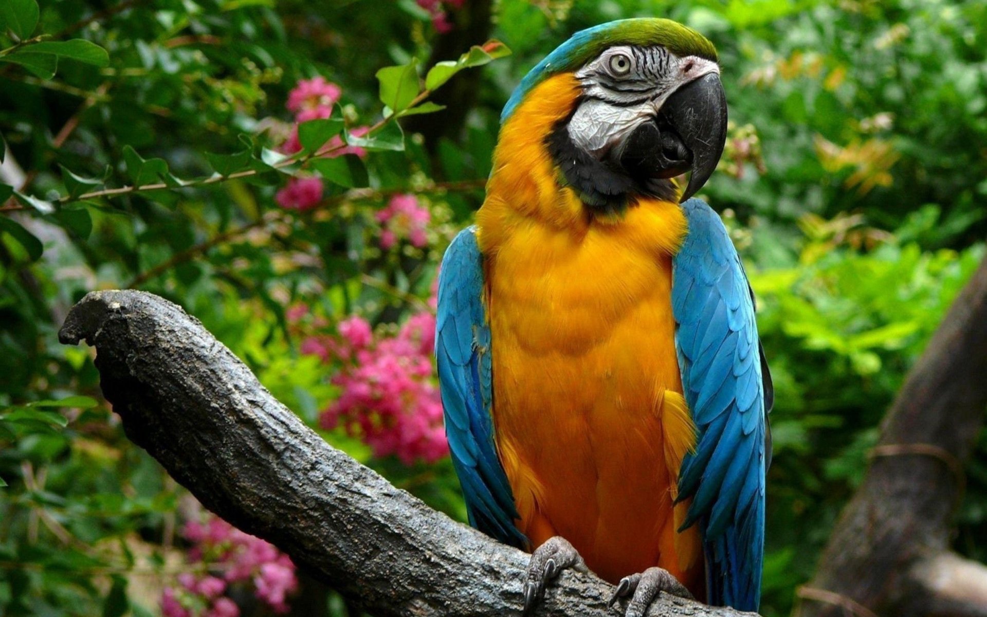 A vibrant blue-and-yellow macaw perched on a branch, surrounded by lush greenery and colorful flowers, creating a stunning nature backdrop for HD desktop wallpaper.