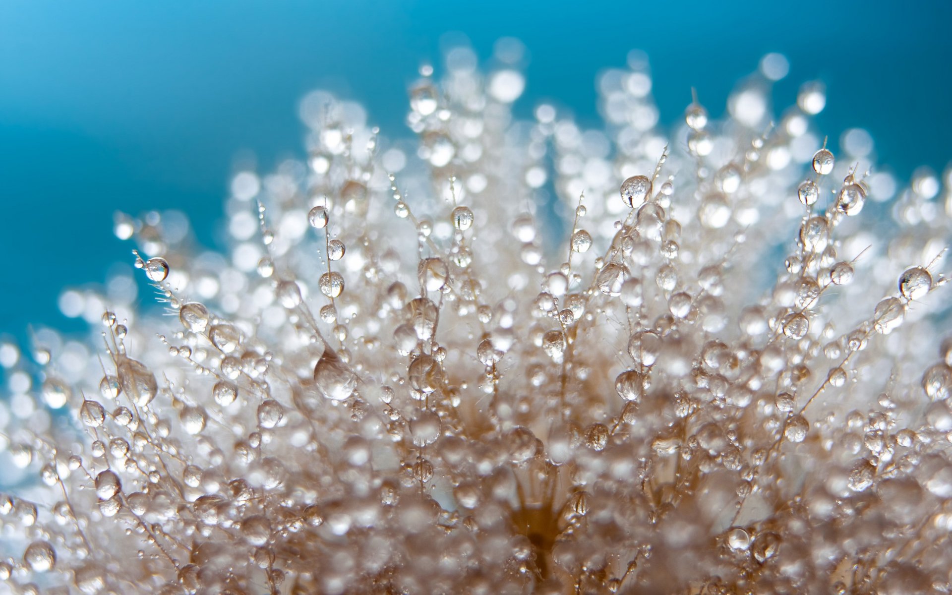 2K Quad HD PC desktop wallpaper/background: close-up of a dandelion seedhead studded with water drops against a soft turquoise backdrop, nature, water drop