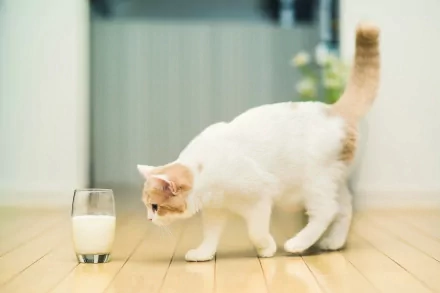A curious cat approaches a glass of milk, set against a soft-focus interior. This HD image makes a charming wallpaper or background featuring a playful animal moment.