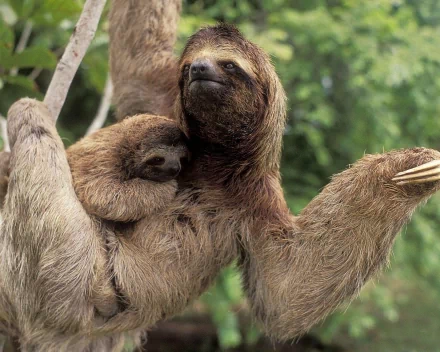 Animal sloth HD Desktop Wallpaper | Background Image